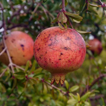 The Architect 3* Барі