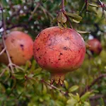 The Architect 4* Bari