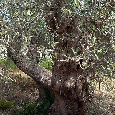 Al Quadrifoglio - The Architect Μπάρι