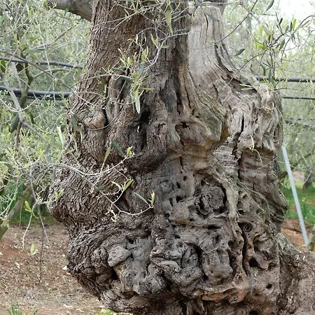 לינה וארוחת בוקר The Architect בארי