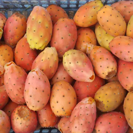 Bed and breakfast The Architect