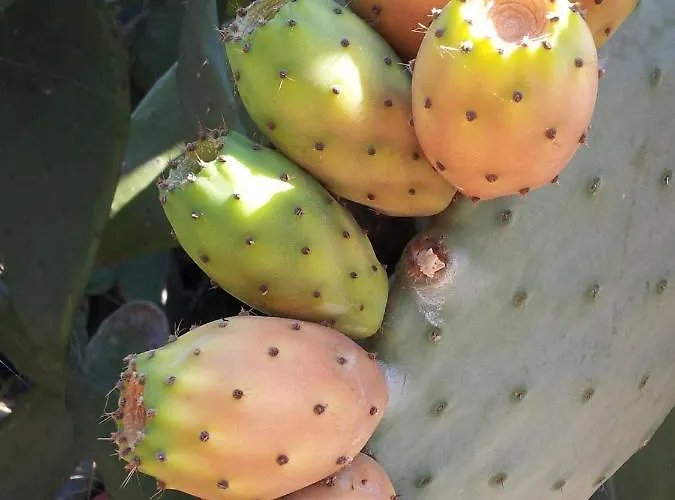 The Architect בארי