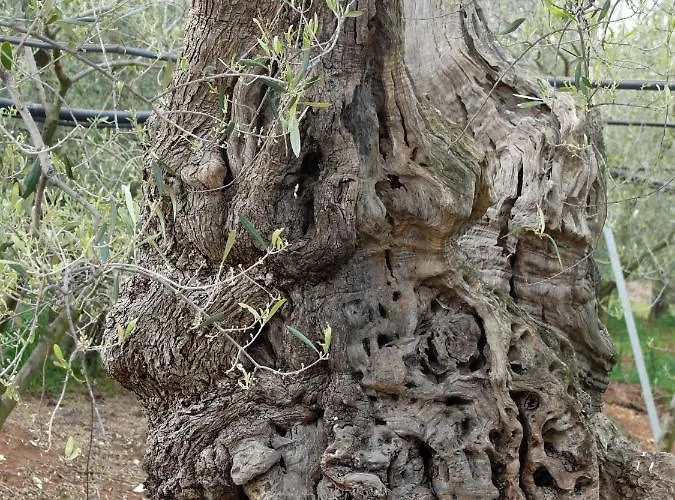 B&B The Architect Bari