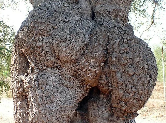 The Architect בארי